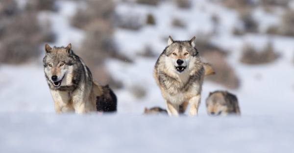 wolf pack runs up snowbank