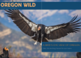 Oregon Wild Newsletter Fall 2021 - a California condor with wings outstretched begins to land