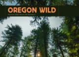 Oregon Wild Summer Newsletter 2022 Cover - Looking up through a high canopy of trees
