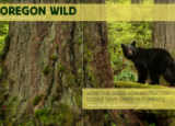 Oregon Wild Summer Newsletter 2023 cover - a bear looks at the camera walking behind a large tree