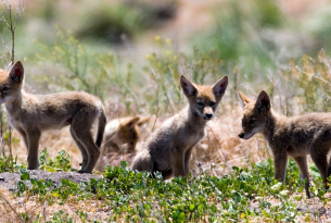 Klamath coyote pups by Brett Cole