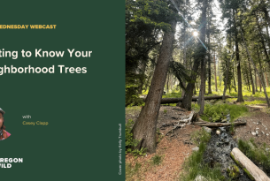Photo of a forest with trees - text: getting to know your neighborhood trees with Casey Clapp photo by Kelly Trumbull