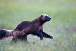 A wolverine running through a field