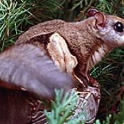 Northern Flying Squirrel
